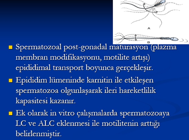 Karnitin ve Serbest Oksijen Radikalleri Temizleyicileri