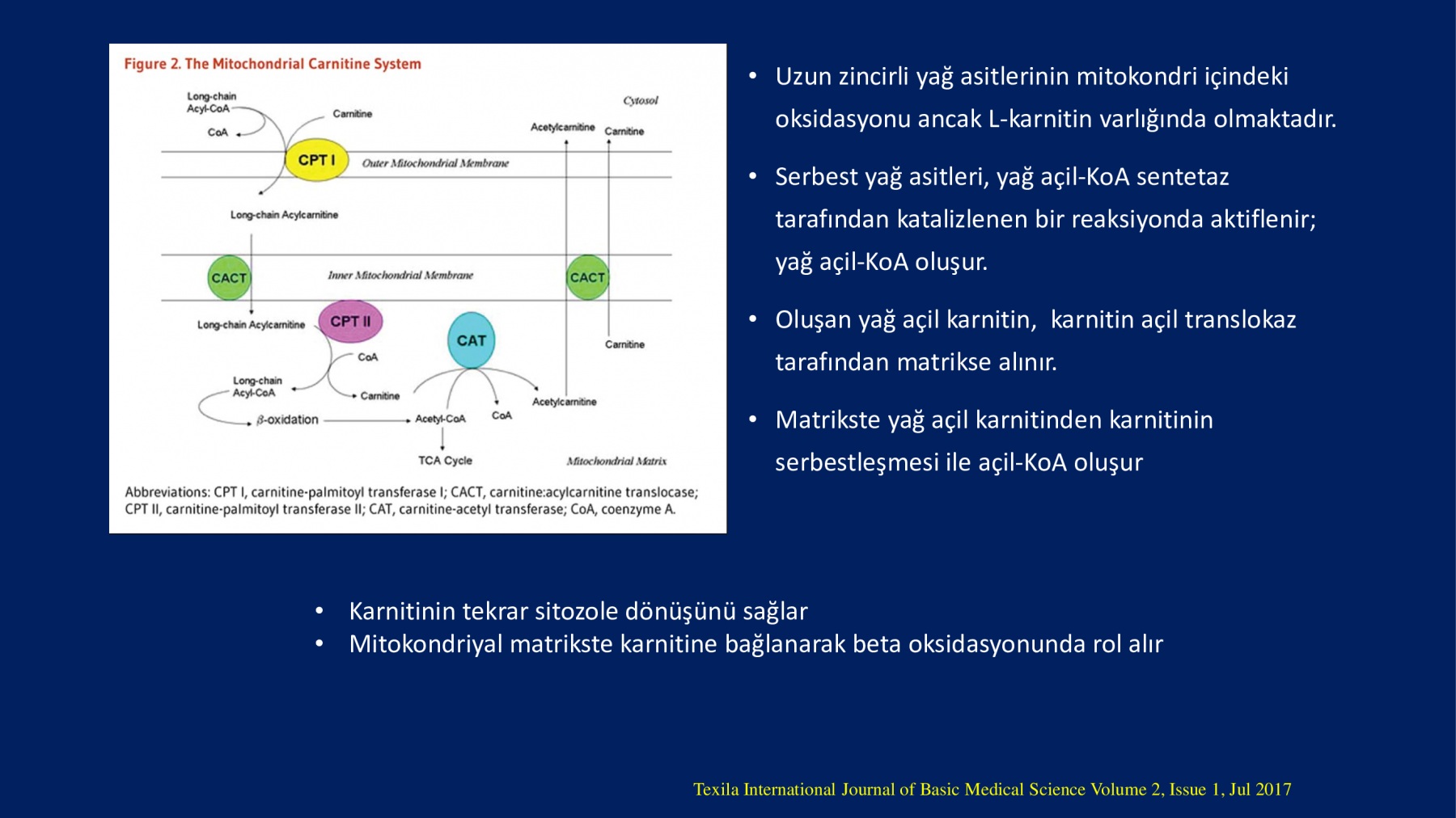 Erkek İnfertilitesinde Proxeed Plus