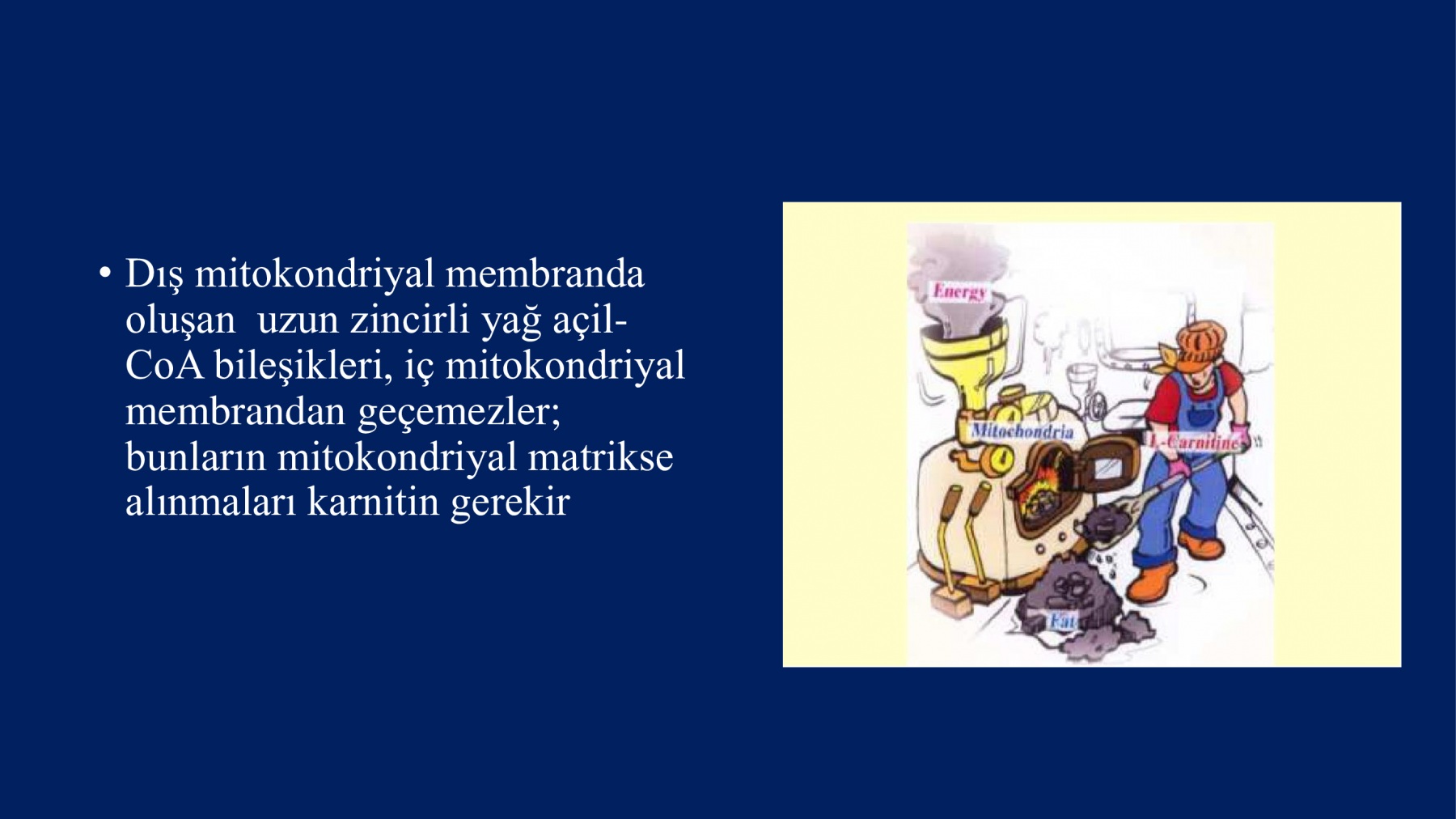 Erkek İnfertilitesinde Proxeed Plus