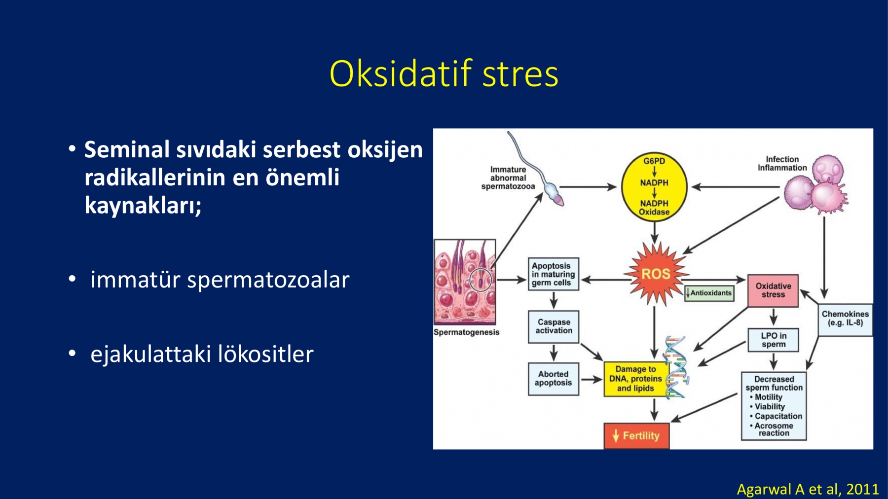 Erkek İnfertilitesinde Proxeed Plus