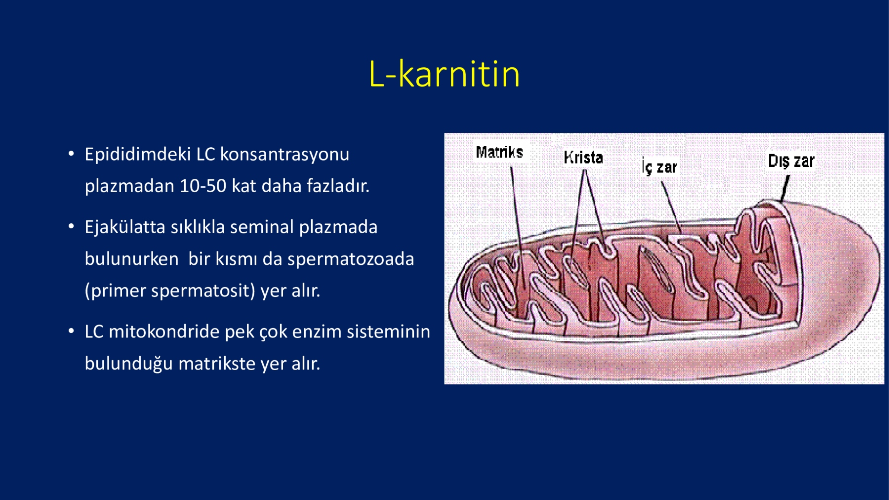 Erkek İnfertilitesinde Proxeed Plus