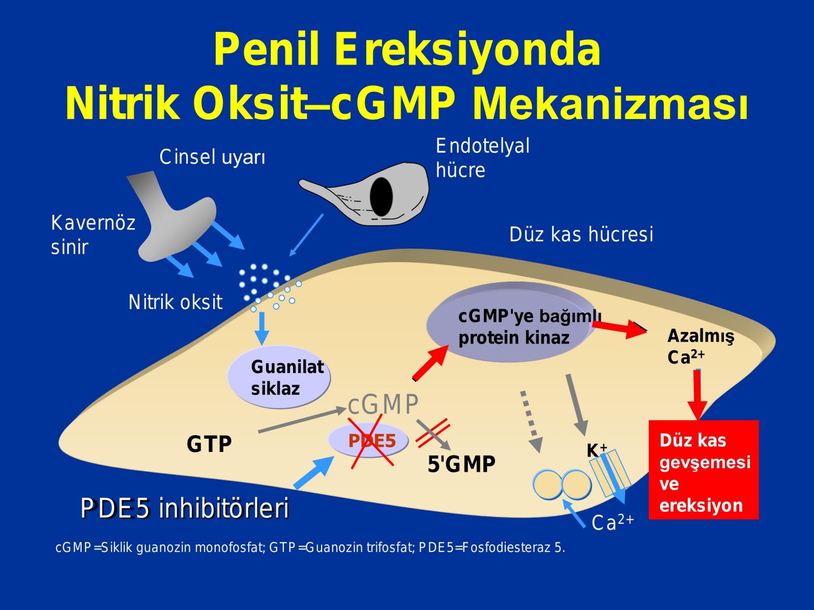 Erektil Disfonksiyon Tedavisi